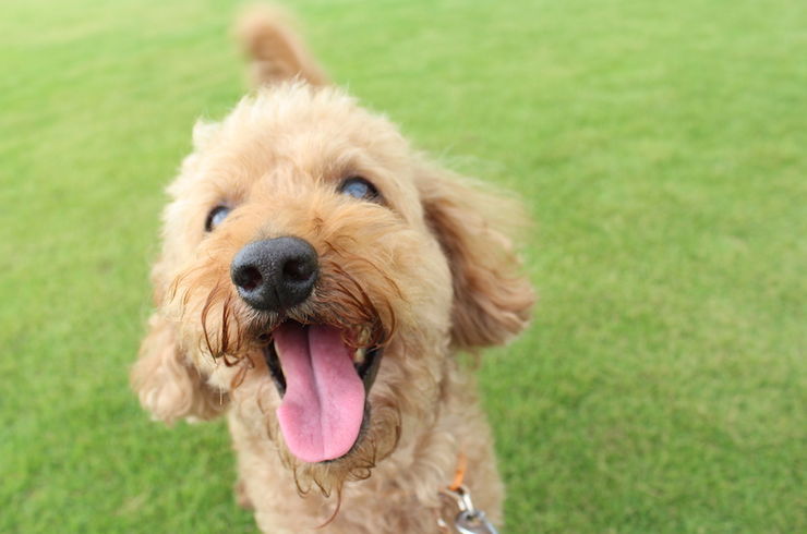 犬
