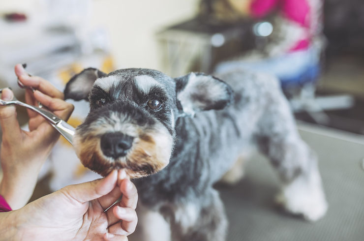 かわいい犬