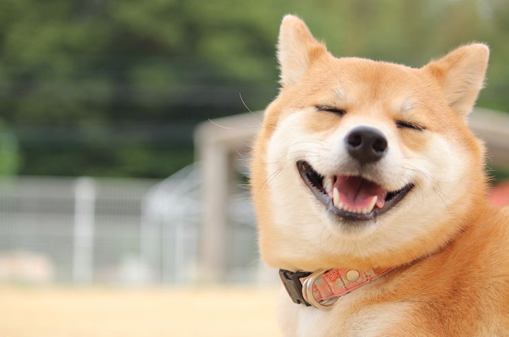 ドッグラン