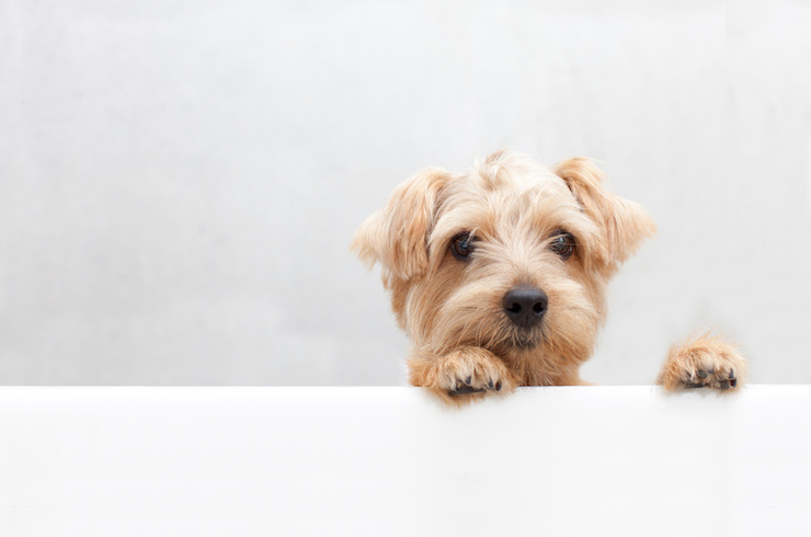 隠れている犬