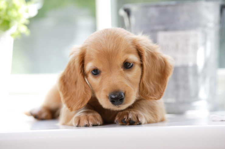 ねている犬