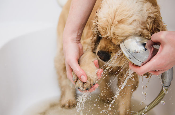 カットをしている犬